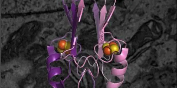 NEET Proteins Implicated In Breast Cancer Proliferation