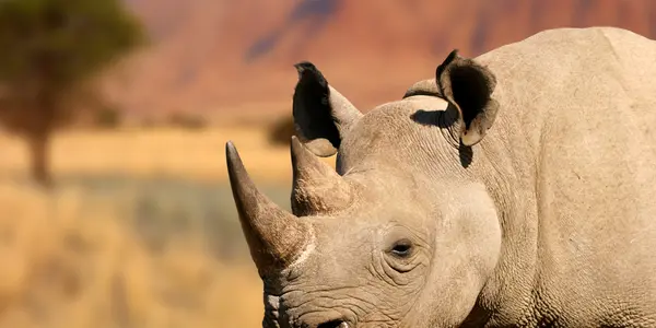 Rhinoceras Fossil Preserved In Pillow Basalt
