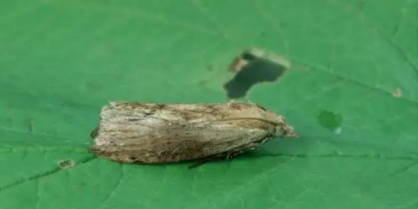Galleria Mellonella: At 300 KHz, Greater Wax Moth Is The World's Most 'Extreme Hearing' Animal