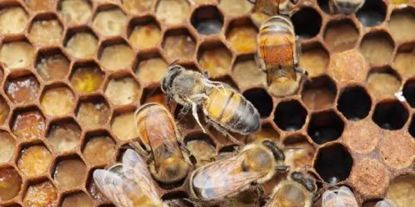 Mites Drive Deformed Wing Virus In Honeybees