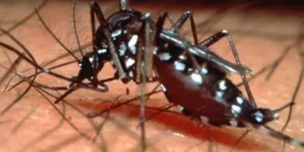 Viet Nam Testing Dengue-Blocking Mosquitoes