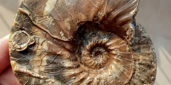 Cretaceous Cohabitation: Anapholites Planus