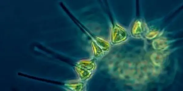 Tiny Phytoplankton Have Big Influence On Climate Change