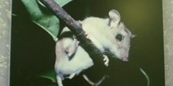 Myomancy: How Mice Determine the Future