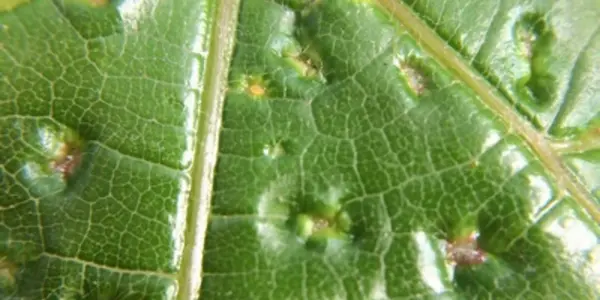 Featured Image