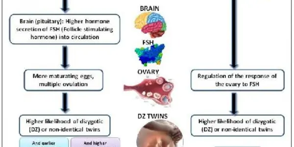 Why Fraternal Twins Run In Families