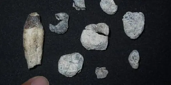 Fossil Analysis Pushes Back Human Split From Other Primates By 2 Million Years
