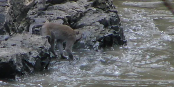 Scientists find monkeys who know how to fish