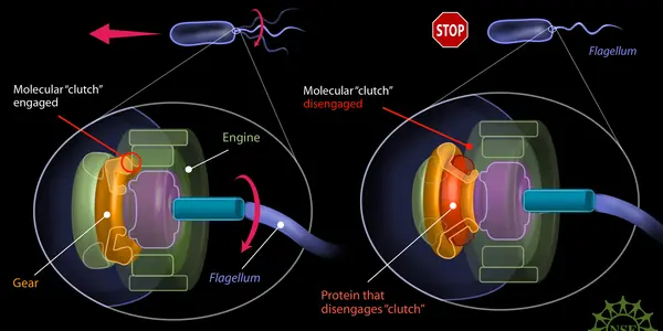 Molecular 'Clutch' Of Bacterium Is Detached By Protein