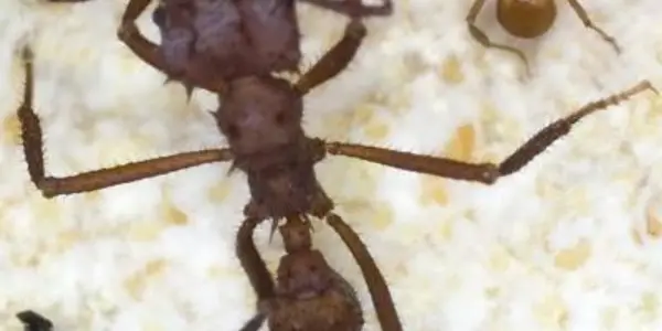 Flexible genes allow ants to change destiny
