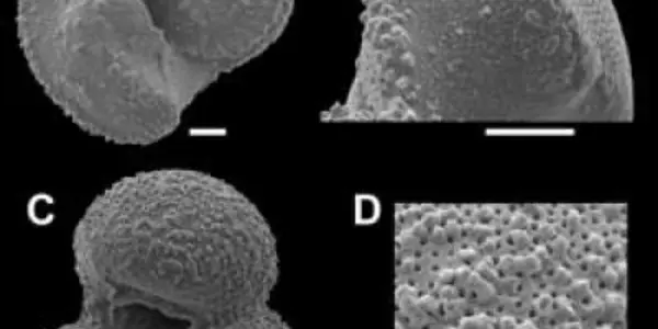 How Ancient Glaciers Survived In A Greenhouse Climate