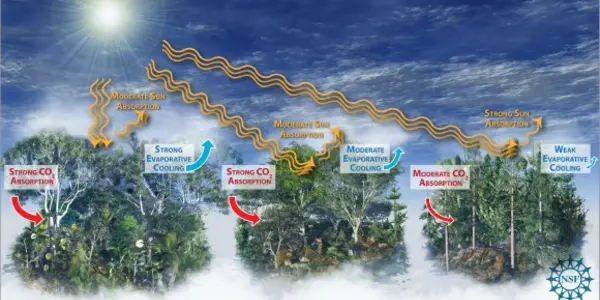 How To Fight Global Warming If We Don't Understand The Impact Of Global Forests On Climate Change