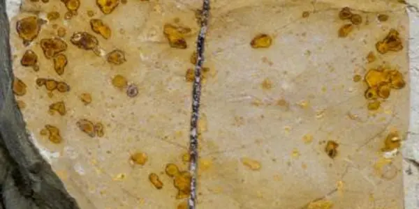 Fossils Show Effects Of Ancient Climate Change On Insects