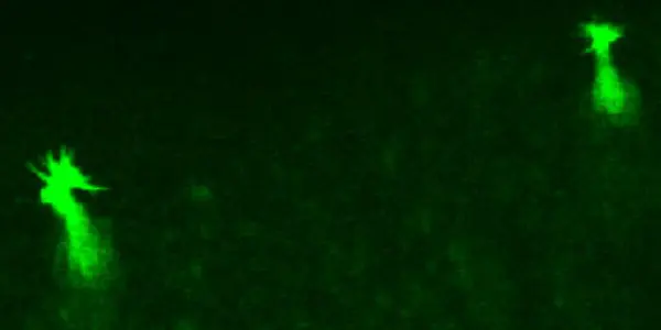 Mice Use Specialized Neurons To Detect Carbon Dioxide In The Air