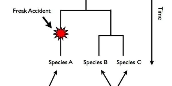 Where Do Genes Come From?