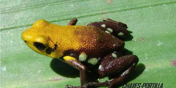 The Golden Frog Of Supata