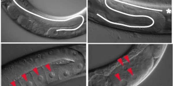 UTX-JMJD3 Essential For Stem Cell Development