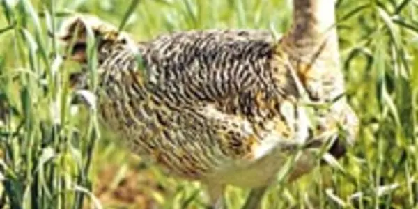 Eggs Laid In UK By Largest Flying Bird Is Huge Conservation Win