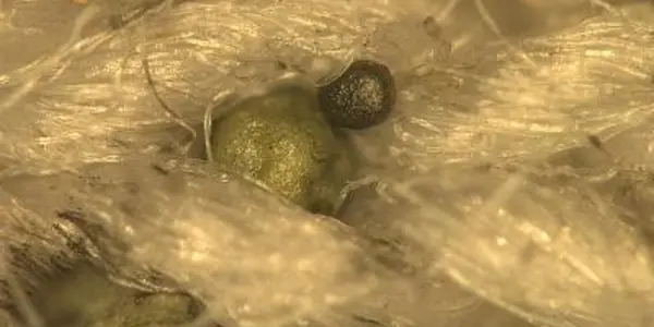 The Forensics Problem Of "Green" Gun Ammunition Has Been Solved - Study