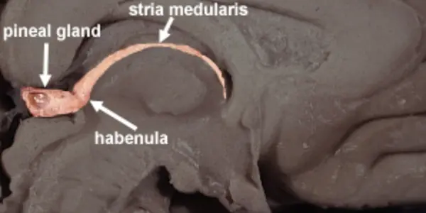 Left Brain, Right Brain Hardwired At The Individual Cell Level