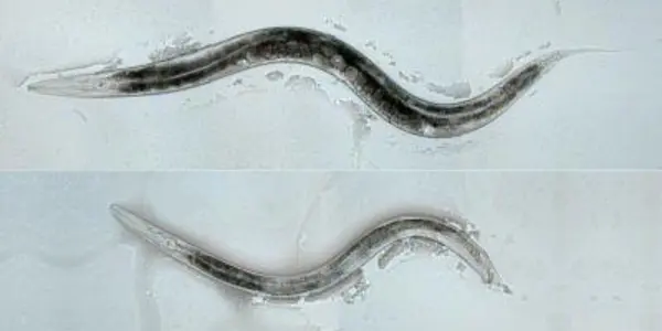 Scientists Alter Sexual Orientation In Worms