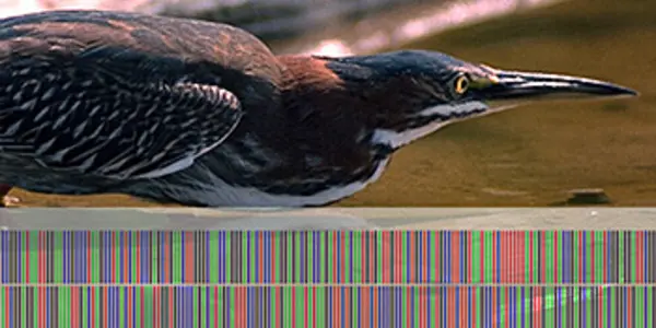 Cataloguing Life By DNA Barcoding Is Getting Some Of It Wrong, Says Study