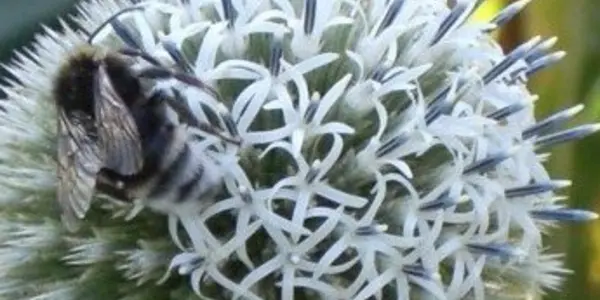 Don't Bee Alarmed: That Sting May Cure Hypertension
