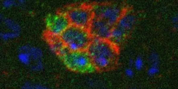 Niche Or Stem Cells; Which Came First May Be Decided In The Testes
