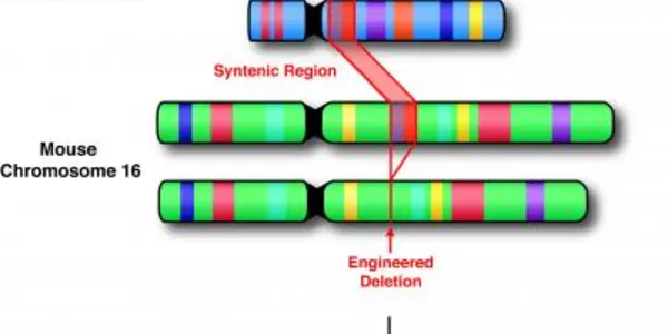 MicroRNAs And The Genetics Of Schizophrenia