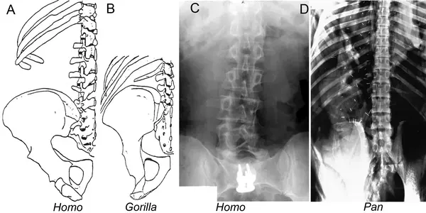 Evolution: Could The Genetic Change That Generated The Upright Bipedal Human Body Be Found Soon?