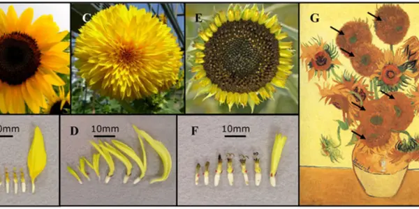 HaCYC2c Gene: Source Of Van Gogh's Sunflower Genetic Mutation Revealed