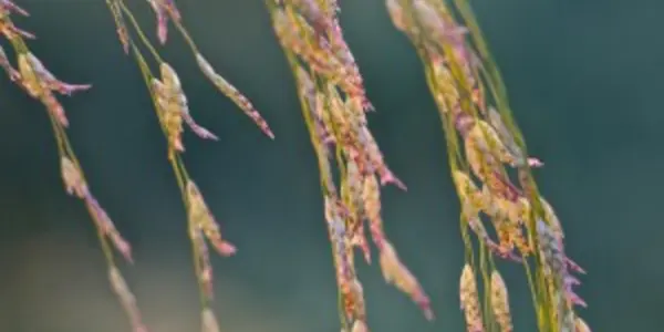 Can You Be Whole Grain And Gluten Free?