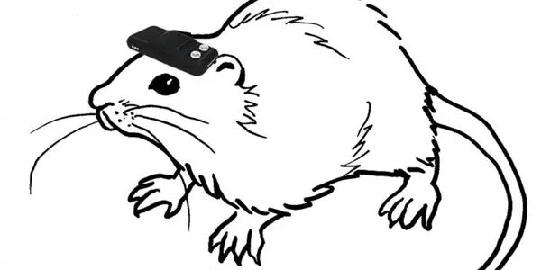 Direct Brain Interface Allows Blind Rats To 'See'