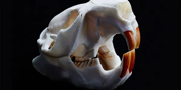 No Brushing, No Fluoridation, No Tooth Decay - Beavers, What's Your Secret?