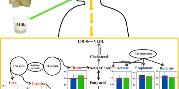 Cheese Metabolism Study May Make Lowering Cholesterol Tasty