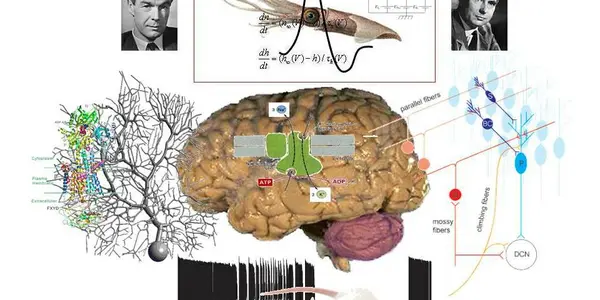 The Neuroscience Reason We Fall Over When Drunk