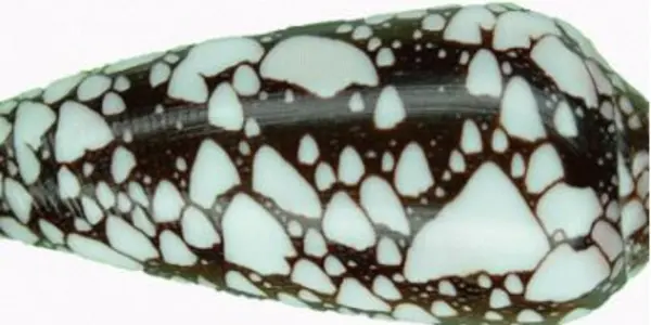 The Next Cancer Drug May Be In Cone Snail Venom