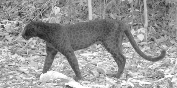 Even Black Panthers Have Leopard Spots