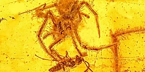Eternal Terror: 100 Million-Year-Old Spider Fossilized In Amber While Attacking A Wasp