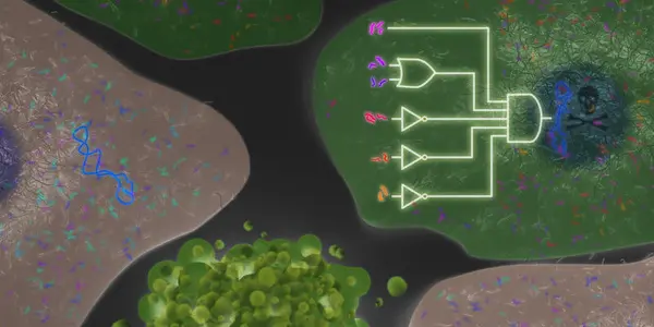 Biological Computer Identifies And Kills Cancer Cells