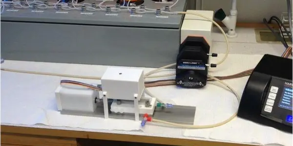Regenerated Esophagus Successfully Transplanted Into Rat