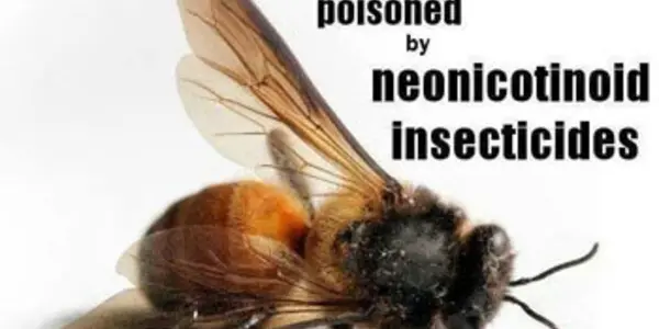 Beekeeping Fad And The Stress Of Traveling Is Harmful To Bees
