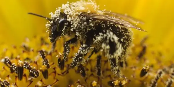 Neonicotinoids And The Beepocalypse That Never Was