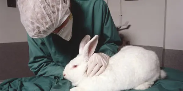 Varying Animal Research Standards Are Leading To Bad Science