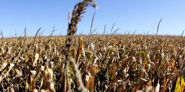 More Biofuels Will Lead To Water Shortages