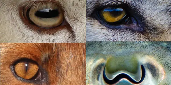 Why Animal Pupils Come In Different Shapes And Sizes