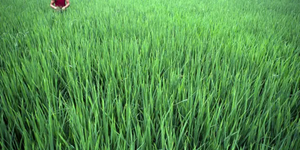 Rice Growers In China Are More Sexually Liberal Than Wheat Growers - Here's Why