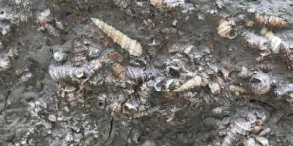 Asian Has Had Monsoon Season For 40 Million Years