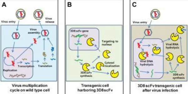 The Little Antibody That Could: It Chews Up Viral DNA And RNA