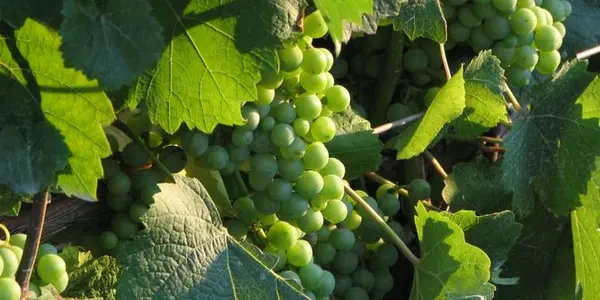 Wild Nights Of The Canaanites Revealed By Massive Wine Cellar Discovery